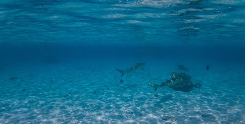 Τι κρύβεται πίσω από τις συχνότερες εμφανίσεις καρχαριών στις ελληνικές ακτές