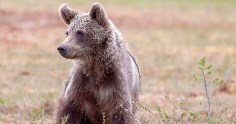 Νεκρή από δηλητήριο η αρκούδα Κίρκη που είχε σώσει ο Αρκτούρος