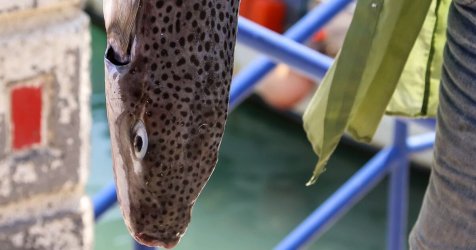 «Ανακαλύπτοντας την Αλήθεια για τους Λαγοκέφαλους στις Ελληνικές Παραλίες – Δείτε το Βίντεο!»
