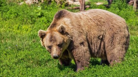 Ιαπωνία: Πέντε άνθρωποι στο νοσοκομείο μετά από λάθος χρήσης σπρέι απώθησης αρκούδων – Αύξηση των επιθέσεων, γεμίζουν με 800 κάμερες τα βουνά για να τις εντοπίσουν