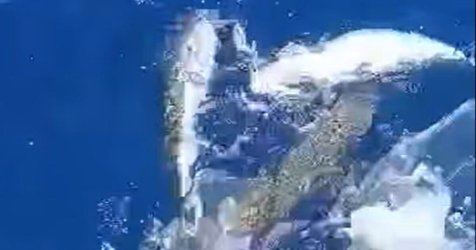 Απίστευτο βίντεο: Λαγοκέφαλοι αλληλοκατασπαράζονται στην Κρήτη