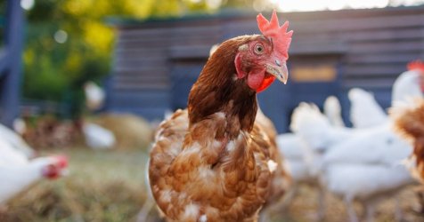 «Συναγερμός στη Λαμία: Κίνδυνος Νέων Περιστατικών Σαλμονέλας»