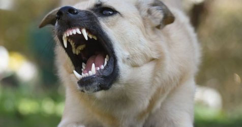 Βριλήσσια: Σκύλος επιτέθηκε έξω από φούρνο σε άνδρα και σκότωσε το κατοικίδιό του