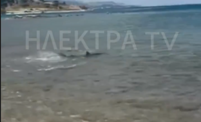 Καρχαρίας ξανά στις Κεχριές Κορινθίας – Προβληματισμός για το δεύτερο περιστατικό (Βίντεο)