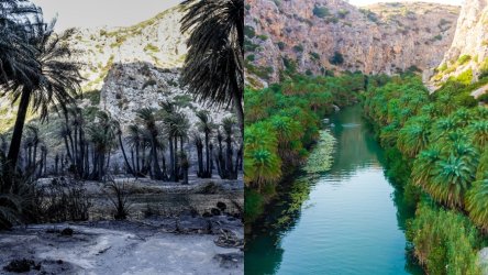 Φωτιά στο Ρέθυμνο: Συγκλονιστικές εικόνες από το καμένο φοινικόδασος της Πρέβελης – Το πριν και το μετά
