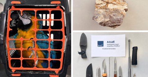 ΑΑΔΕ: Παπαγάλοι Μακάο, απολίθωμα δέντρου και πλάκες χρυσού – Τα απίθανα ευρήματα στα τελωνεία