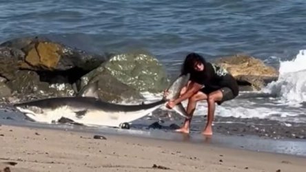 Σοκαριστικό θέαμα σε παραλία της Καλιφόρνια: Ψαράς έβγαλε λευκό καρχαρία με το καλάμι του – Προσπάθησε να τον επιστρέψει στη θάλασσα (Βίντεο)
