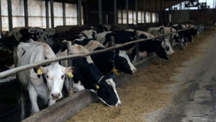 Ελβετία: Μυστήριο με νόσο που προσβάλλει αγελάδες γαλακτοπαραγωγής – Έρευνα για την προέλευσή της