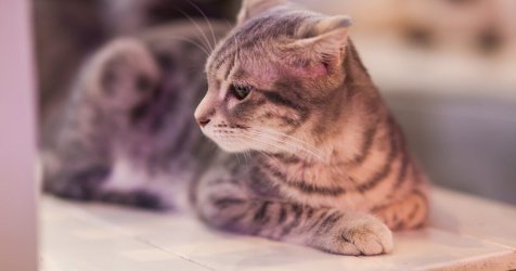 Η γάτα σου σε καταλαβαίνει όταν της μιλάς: Γιατί επιλέγει να σε «γράφει»