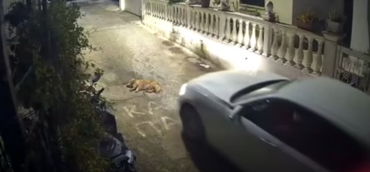 Κτηνωδία στην Κέρκυρα: Οδηγός αυτοκινήτου χτυπάει και σκοτώνει σκύλο που κοιμόταν – Σκληρές εικόνες
