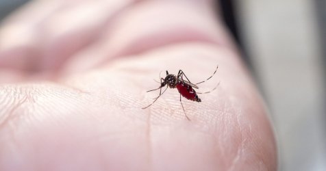 «Προστατευτείτε από τα κουνούπια που μεταφέρουν τον ιό του Δυτικού Νείλου: Αποτελεσματικές στρατηγικές αποφυγής τσιμπημάτων»