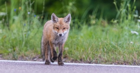 Όταν οι αλεπούδες πάνε… για τρέξιμο στο ΟΑΚΑ: Οδηγίες προς αθλούμενους