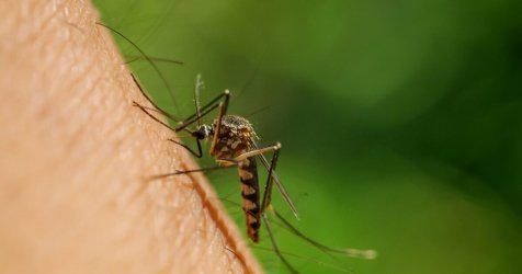 «Ιός του Δυτικού Νείλου: Συναγερμός για χρονιά-ρεκόρ – Οι κρίσιμοι παράγοντες που αναλύει ο ΕΟΔΥ»