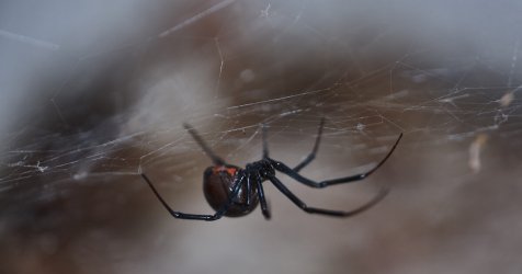 Λαμία: 30χρονος σε κρίσιμη κατάσταση από τσίμπημα «μαύρης χήρας» – Η σωτηρία του με ειδικό ορό!
